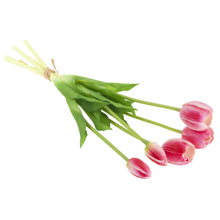 CV31218-7 BUCHASE VON TULIPS GUMA PUSH x 5 REALISTISCH PERFORIERT rosa