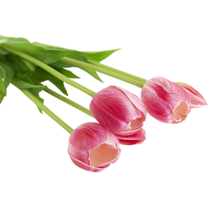 CV31218-7 BUCHASE VON TULIPS GUMA PUSH x 5 REALISTISCH PERFORIERT rosa