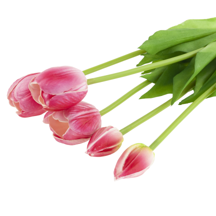CV31218-7 BUCHASE VON TULIPS GUMA PUSH x 5 REALISTISCH PERFORIERT rosa