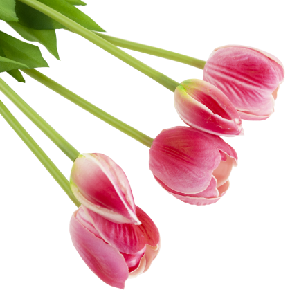 CV31218-7 BUCHASE VON TULIPS GUMA PUSH x 5 REALISTISCH PERFORIERT rosa
