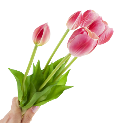 CV31218-7 BUCHASE VON TULIPS GUMA PUSH x 5 REALISTISCH PERFORIERT rosa
