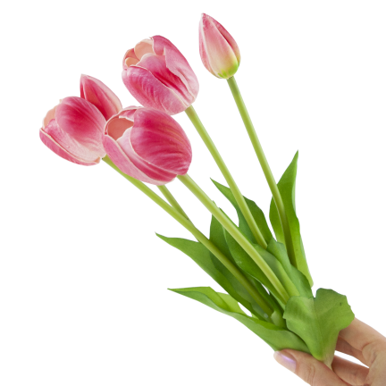 CV31218-7 BUCHASE VON TULIPS GUMA PUSH x 5 REALISTISCH PERFORIERT rosa