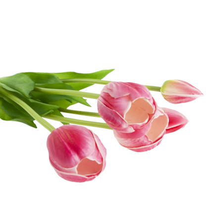 CV31218-7 BUCHASE VON TULIPS GUMA PUSH x 5 REALISTISCH PERFORIERT rosa