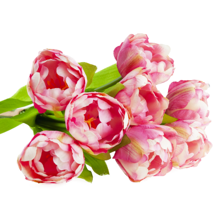 CV31227-4 TULIPAN BUNCH x7 DARK PREMIERE GUMMERED VASON TUBES