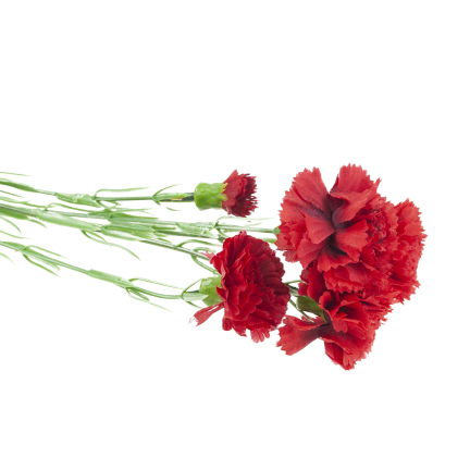 Nelkenzweig, Nelkensträußchen, Kunstblumen, naturgetreu, rot, 60 cm