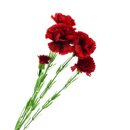 Nelkenzweig, Nelkensträußchen, Kunstblumen, naturgetreu, rot, 60 cm
