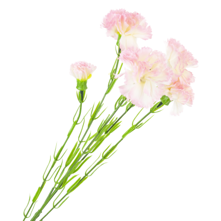 Nelkenzweig, Nelkensträußchen, Kunstblumen, naturgetreu, rosa, 60 cm