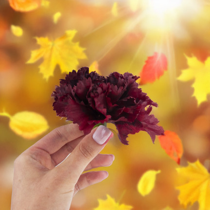 CV31484-20 Nelke Blume Kopf künstliche Blumen wie Live für Kopfbedeckungen Maroon