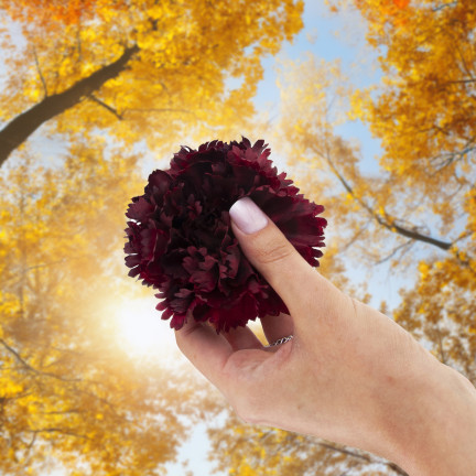 CV31484-20 Nelke Blume Kopf künstliche Blumen wie Live für Kopfbedeckungen Maroon