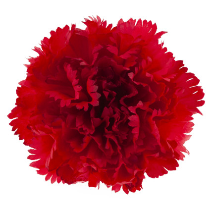 CV31484-6 Nelke Blume Kopf künstliche Blumen wie Live für Kopfbedeckungen rot