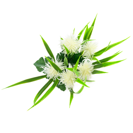 CV31741-1 ZIERZWEIG GRAS BLÄTTER DISTEL BLÜTEN WEISS