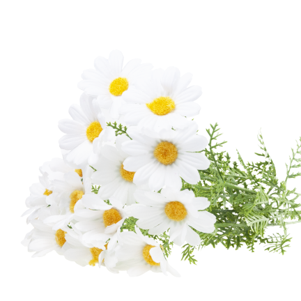 Künstliche Gänseblümchen, Gänseblümchen, Chrysanthemen, Kamille, Blumenstrauß