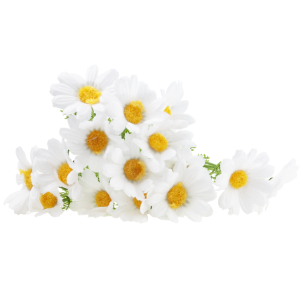 Künstliche Gänseblümchen, Gänseblümchen, Chrysanthemen, Kamille, Blumenstrauß