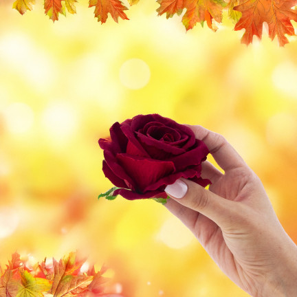 CV33001-3 BIG TUBE ROSE großer Kopf künstliche Blumen für Tafelaufsätze kastanienbraun Velours 8cm