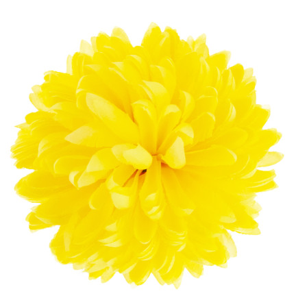 CV36941-6 CHRYSANTHEMUM GROSSEN KOPF DER WAHL BLUMEN PREMIUM GELB