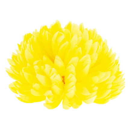 CV36941-6 CHRYSANTHEMUM GROSSEN KOPF DER WAHL BLUMEN PREMIUM GELB