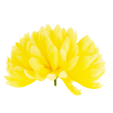 CV36941-6 CHRYSANTHEMUM GROSSEN KOPF DER WAHL BLUMEN PREMIUM GELB