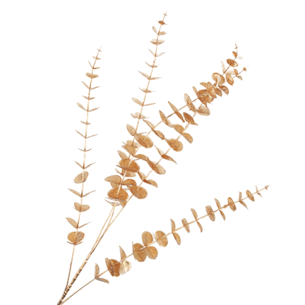 CV36967 Goldfarbener Eukalyptus-Zierzweig