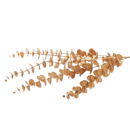 CV36967 Goldfarbener Eukalyptus-Zierzweig