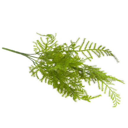 CV38574 BLUMENSTRAUSS AUS GRÜNEN ZWEIGEN SPARGELBLÄTTER GRÜN X5