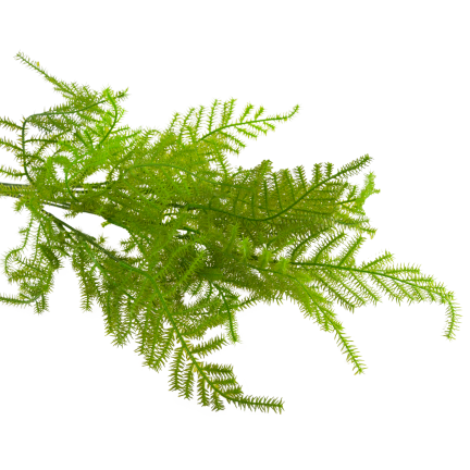 CV38574 BLUMENSTRAUSS AUS GRÜNEN ZWEIGEN SPARGELBLÄTTER GRÜN X5