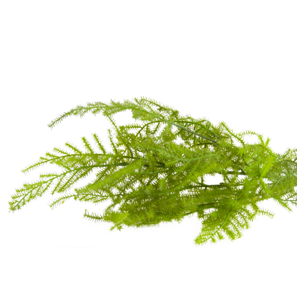 CV38574 BLUMENSTRAUSS AUS GRÜNEN ZWEIGEN SPARGELBLÄTTER GRÜN X5