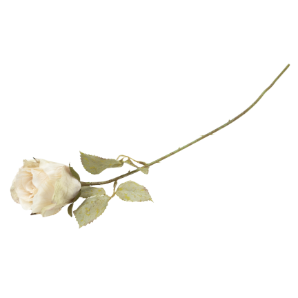 CV42049-1 Dekorative Herbstrose, cremefarben, schattiert