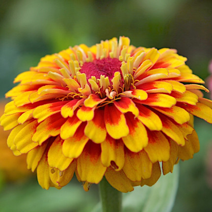 R2069 PERSIAN CYNIA SEEDS MIX COLOURFUL FLOWERS für Schnittblumen