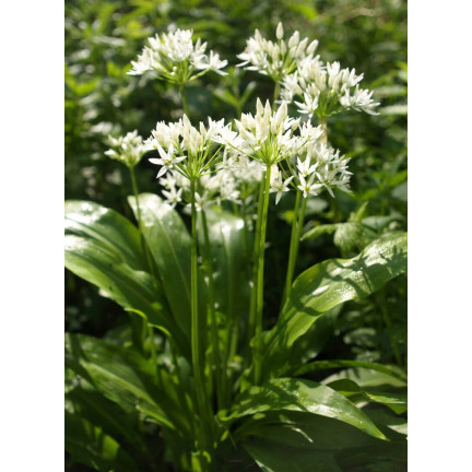 Z3007 Frostbeständiger Kümmel Allium ursinum