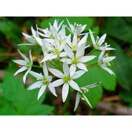 Z3007 Frostbeständiger Kümmel Allium ursinum