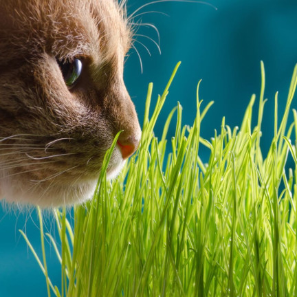 Katzengras, Grassamenmischung, Kici Mix, Toraf 30 g