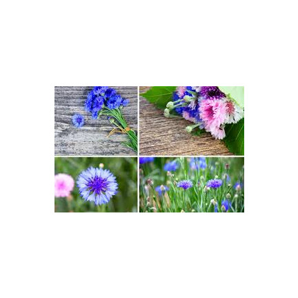 R2068 BABER FLOWER MIX Saatgut, essbare Blumen COLOURFUL MISSILE