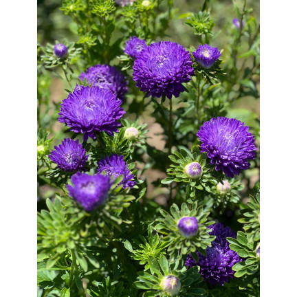 R4300 DUKE'S ASTER TALL ZEPHYR 1G SAMEN LILA UND WEISSE BLÜTEN