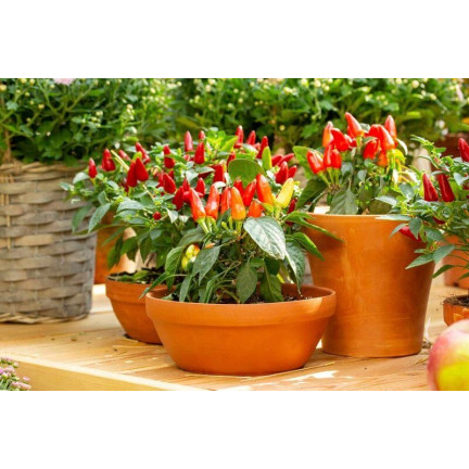 R2199 ORNAMENTAL PAPER MIX EINJÄHRIG - VERSCHIEDENE FARBEN BALKON Capsicum annuum L.