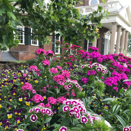 R0739 BARTNELKEN MIX 1G BLUMENSAMEN MEHRFARBIGE NELKEN