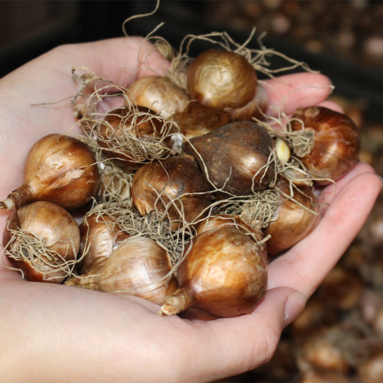 Polnische Narzisse (Canaliculatus), Blumenzwiebeln, 50 Stück