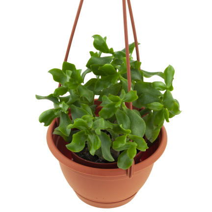 DAGW1-R624 HÄNGEBALKON PRODUKTIONSTEICH, rund mit Haken für Blumen