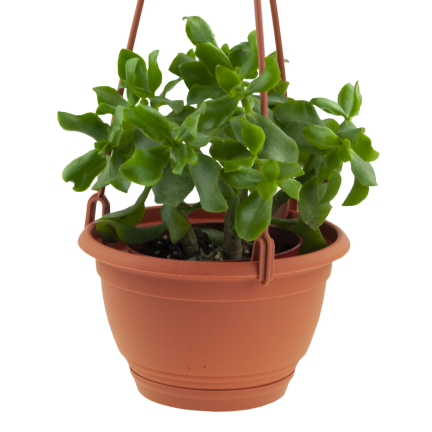 DAGW1-R624 HÄNGEBALKON PRODUKTIONSTEICH, rund mit Haken für Blumen