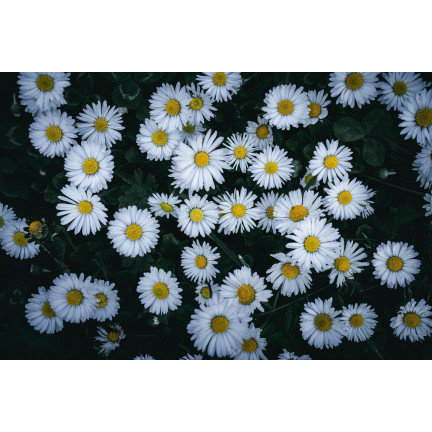 R4638 WIESE GÄNSEBLÜMCHEN WEISS RASEN GÄNSEBLÜMCHENSAMEN 0.2G