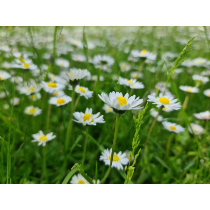 R4638 WIESE GÄNSEBLÜMCHEN WEISS RASEN GÄNSEBLÜMCHENSAMEN 0.2G