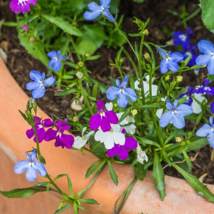 R5837 LOBELIA HÄNGENDE KASKADE GEMISCHT 0.1G LOBELIA BLUMEN SAMENMISCHUNG