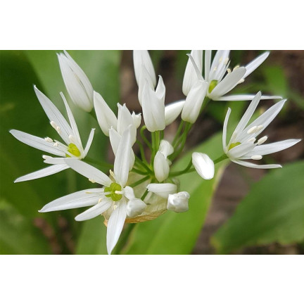 Z3007 Frostbeständiger Kümmel Allium ursinum