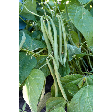 W1046 MUNGBOHNE GRÜNE SCHOTEN HILDS NECKARKÖNIGIN BOHNENSAMEN 10G