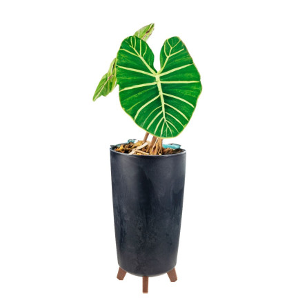 DGTL200E-S433 BLUMENTOPF GRACIA SCHLANK BETON EFFEKT BLUMENGEHÄUSE FÜSSE BETON EFFEKT