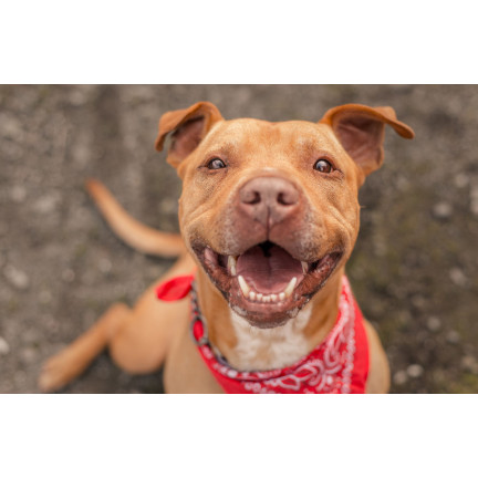 TG63396 ZAHNBÜRSTE, HUNDESPIELZEUG