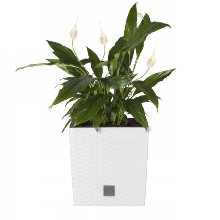 DRTS325L-S449 RATO NIEDRIGEN WEISSEN QUADRATISCHEN BLUMENTOPF BALKON GROSS RATTAN