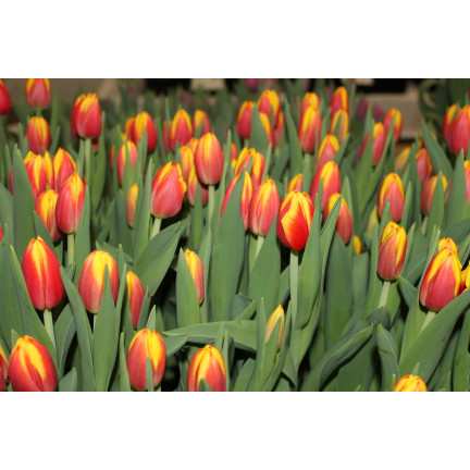 Tulpe „Dow Jones“, Tulpenzwiebeln, Blumenzwiebeln, Größe 9/10, 50 Stück 