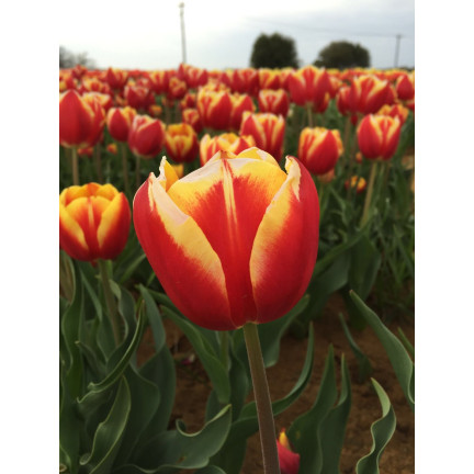 Tulpe „Dow Jones“, Tulpenzwiebeln, Blumenzwiebeln, Größe 9/10, 50 Stück 