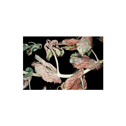 SUM49 Proplant 722SL 100 ml Fungizid gegen Pilzbefall bei Nadelbäumen (Phytophthora)
