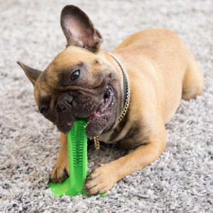 TG63396 ZAHNBÜRSTE, HUNDESPIELZEUG